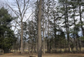 FREE 30+ Year Black Walnut Trees