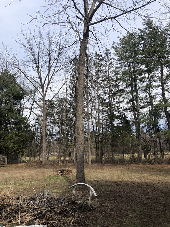 FREE 30+ Year Black Walnut Trees