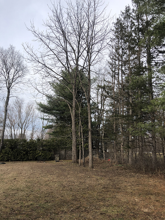 FREE 30+ Year Black Walnut Trees