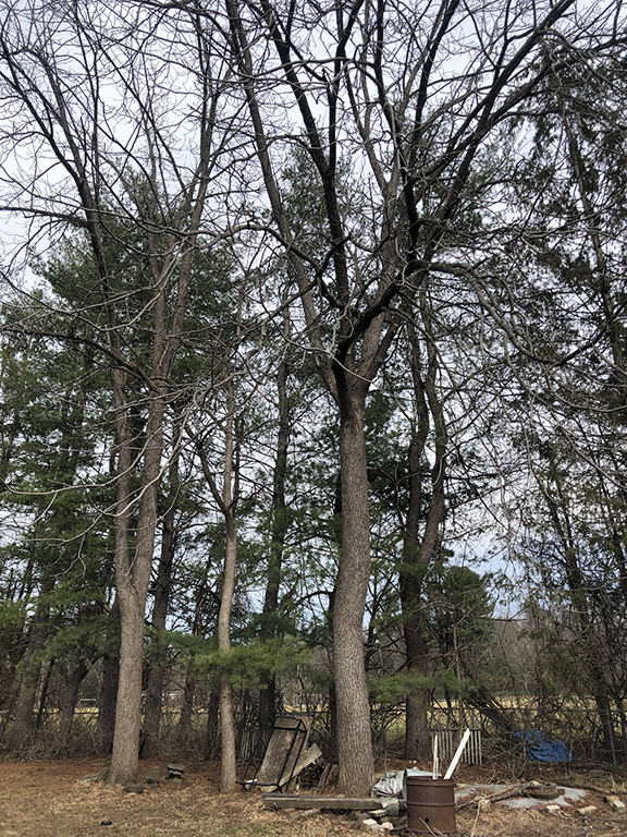 FREE 30+ Year Black Walnut Trees
